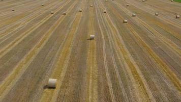 Antenne Aussicht von Heuernte verarbeitet in runden Ballen. rot Traktor funktioniert im das Feld video