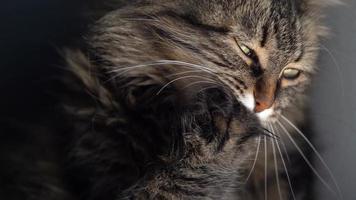 Cute tabby domestic cat washing up close up video