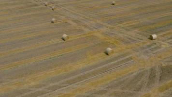 Antenne Aussicht von Heuernte verarbeitet in runden Ballen. rot Traktor funktioniert im das Feld video