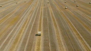 Aerial view of haymaking processed into round bales. Red tractor works in the field video