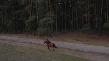 vrouw rijden paard door galop video