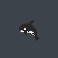 killer whale in pixel art style vector