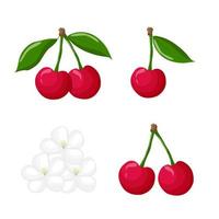 Cherry berries and bunches of cherry, cherry flowers isolated on a white background. Berry set. For labels, menus, poster, print, or packaging design. Vector illustration
