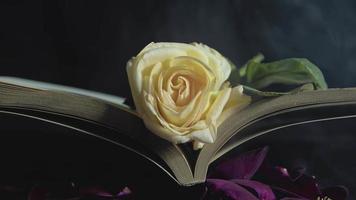 religieux en train de lire livre Jaune Rose et fumée entre feuilles video
