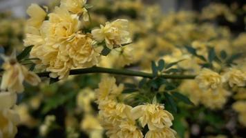 Yellow Spring Rosa Banksiae Flower Blossom video