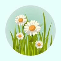 Daisy Flowers With Grass On Cyan Background And Copy Space. vector