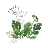 Dill and coriander seasoning on a white background, spices, herbs. Manual drawing of a flat vector illustration. For labels, stickers, web design, advertising