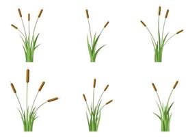 Grass with cattail vector design illustration isolated on white background