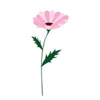 Pink daisy or chamomile flower with leaf on white. Clip art. vector