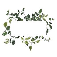 Trendy tropical leaves of different creepers or lians with rectangle of white sheet. Card with exotic leaves frame. vector