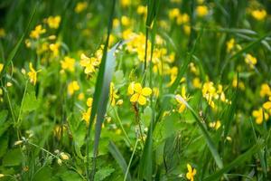 Delicate flowers of celandine Chelidonium in grass. Beautiful banner or postcard. photo