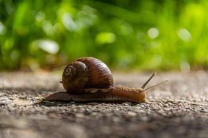 el caracol gatea a lo largo el la carretera. alcanzar un cierto velocidad. foto