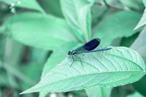 Blue dragonfly on a plant leaf in nature outdoors. Mint toning. The concept of the harmony of nature. Amazing beautiful artistic depiction of beauty. photo