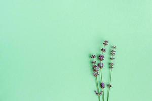 Sprigs of lavender on textured paper. Floral background in mint color. photo