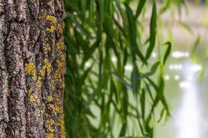 Willow branches hang over the water. The texture of the bark of a tree. photo