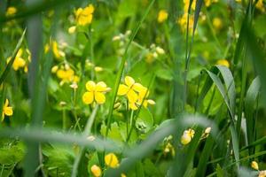 Delicate flowers of celandine Chelidonium in green grass. Beautiful banner or postcard. photo