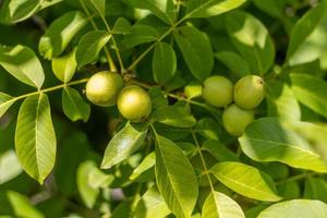 Fresco inmaduro nueces colgando en un árbol. foto