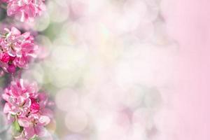 Apple blossom. Spring background of blooming flowers. White and pink flowers. Beautiful banner. photo