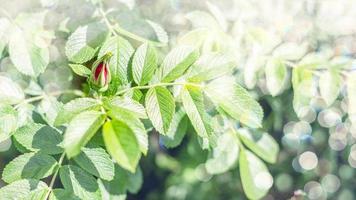 Dog rose Rosa canina pink bud on branches, beautiful wild flowering shrub, green leaves. Horizontal frame. Selective focus. Place for text. photo