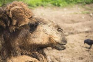 the head of a camel looks to the right. photo