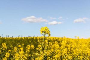 campo de amarillo flores con azul cielo y blanco nubes foto