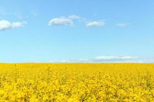 Canola field, yellow flowers and blue sky. photo