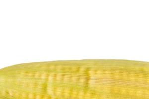 Ripe grains of corn on the cob on a white background. photo