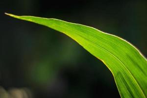 Long green leaf of corn. photo