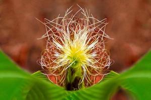 Corn - a female inflorescence of corn photo