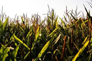 The green corn field in the sun. photo