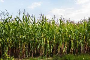 Green corn field in the summer against the sky. photo