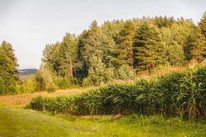 Beautiful landscape of a corn field on a background of a forest photo