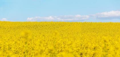 Landscape of a field of yellow rape or canola flowers, photo