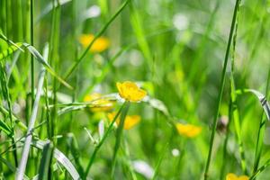 Delicate flowers of celandine Chelidonium. Beautiful banner or postcard. photo