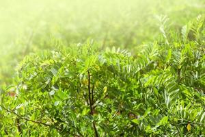 Acacia tree with green lush young leaves in a fabulous garden. The concept of awakening amazing nature. photo