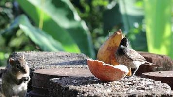 Black bird searching foods video