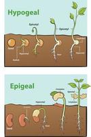 ilustración de semilla germinación infografía vector