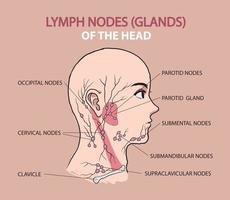 lymph nodes glands in head illustration vector