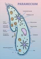 illustration of paramecium anatomy infographic vector