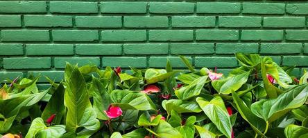 green brick wall background with ornamental flower garden photo