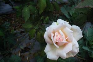 top view of a two tone rose blooming with copyspace photo