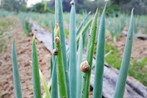 portrait of snail pests feeding on spring onion vegetable crops photo