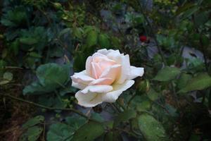 lado ver de blanco Rosa floreciente cerca a un brote foto