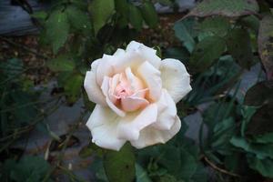 top view of white rose blooming with a pink tinge photo