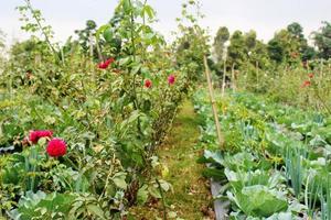 Diversification of rose plantation crop, cabbage and spring onion vegetable photo