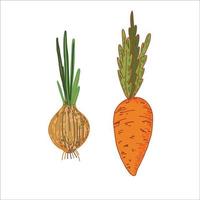 A set of vector drawings of seasonal vegetables on a white background. Bright orange carrots and onions isolated on a white background. Suitable for kitchen decoration, menus, textiles and scrapbookin