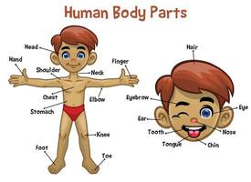 model cartoon white boy with body parts name vector