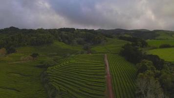 Drone view of Gorreana Tea Plantation in Sao Miguel, the Azores video