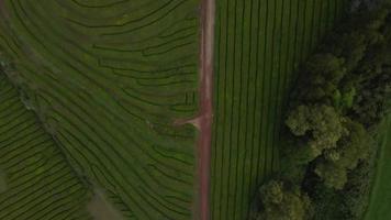 Drone view of Gorreana Tea Plantation in Sao Miguel, the Azores 2 video