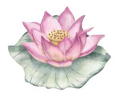 Lotus Flower. Hand drawn watercolor illustration of pink Water Lily and green leaf. Waterlily on isolated background for icon or logo. Botanical drawing of tropical Asian plant for spa or Zen design vector